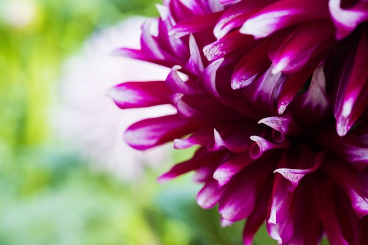 Macrofotografia dei petali in rosa fucsia brillante di un fiore aster su un fondo verde. Foto: Pixabay-newsong