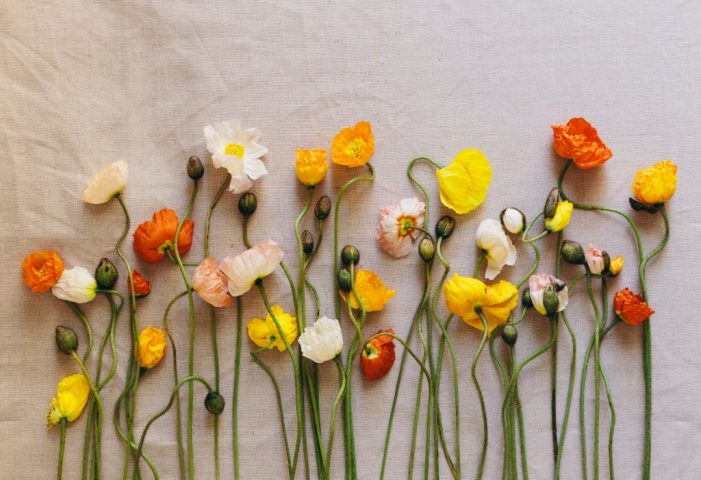 Un Bouquet di fiori con Anemoni hupehensis, in cui si trovano anche dei fiori arancioni, il colore di Bettina Roeder, qui non nel vaso ma in una collocazione proprio grafica: un fiore accanto all’altro