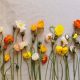 Un Bouquet di fiori con Anemoni hupehensis, in cui si trovano anche dei fiori arancioni, il colore di Bettina Roeder, qui non nel vaso ma in una collocazione proprio grafica: un fiore accanto all’altro